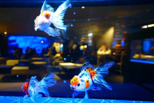 Pesce Rosso Giapponese Calico Oranda Bar Vista Dall Acquario Con — Foto Stock