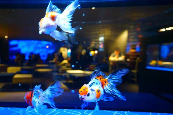 Pez Dorado Japonés Calico Oranda Bar Vista Desde Acuario Con — Foto de Stock