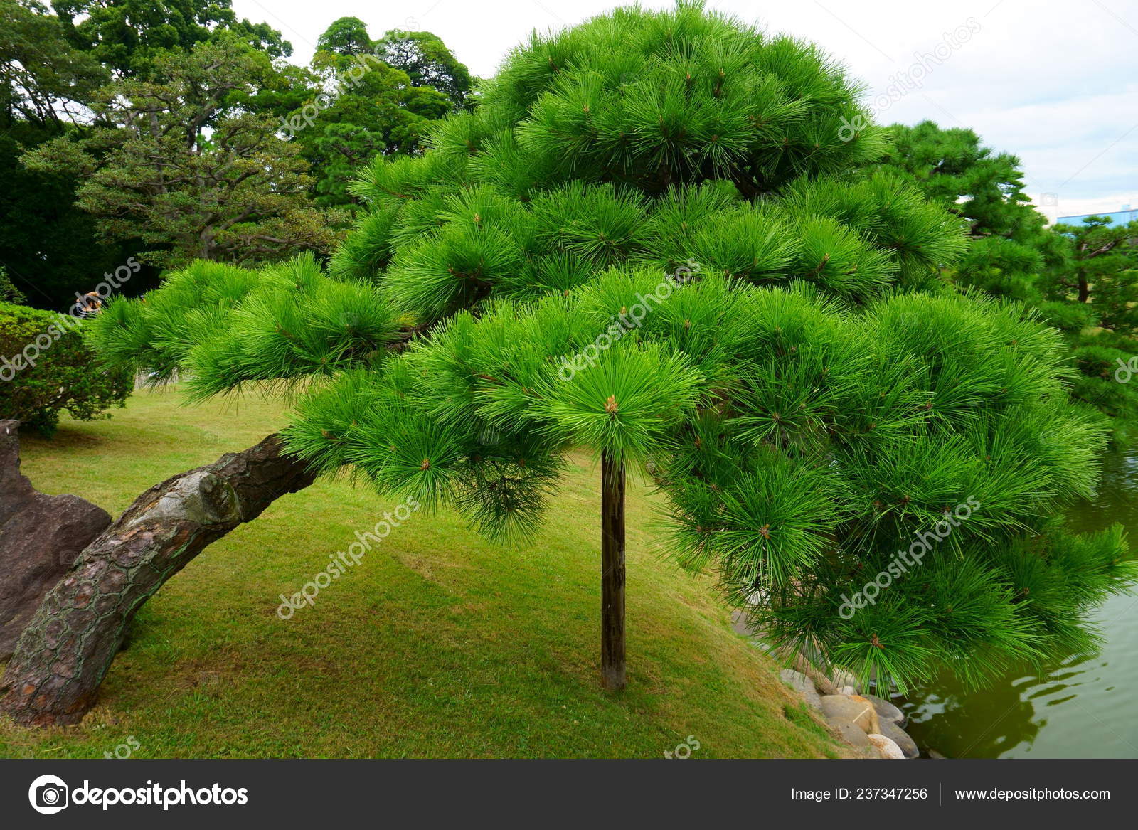 Pine Tree Hamarikyu Gardens Large Attractive Landscape Garden