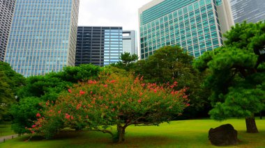 Küçük ağaçlar büyük ofis binaları tarafından çevrili. Büyük ve çekici Peyzaj Bahçe Tokyo. Hamarikyu Bahçeleri, Japonya