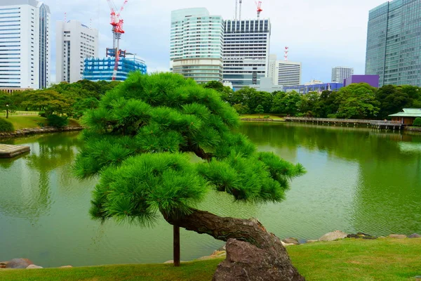 Tall Hamarikyu Trädgården Uppförande Byggnader Vid Floden Sumida Floden Tokyo — Stockfoto