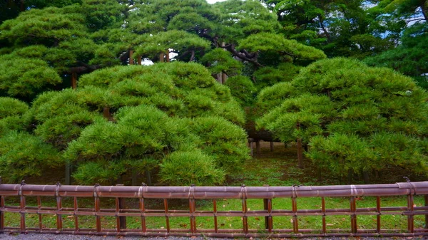 300 年の松の木 日本庭園 — ストック写真