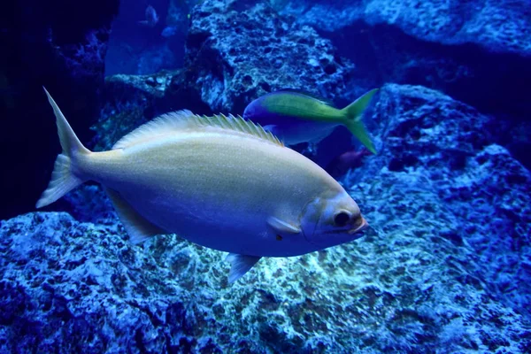 Peces en agua azul brillante. Mundo submarino — Foto de Stock