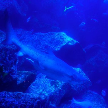 Parlak mavi su köpekbalığı. Sualtı dünyası 