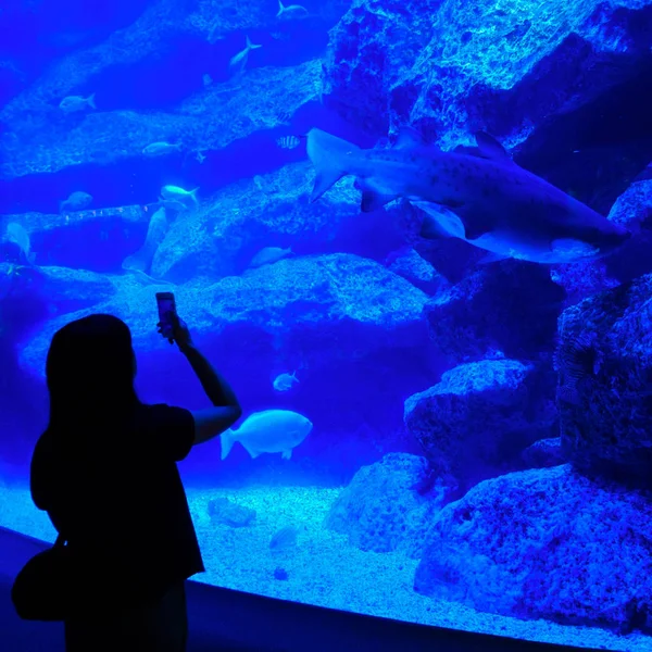 Silueta de niña haciendo fotografías móviles de tiburones y otros peces en el acuario — Foto de Stock