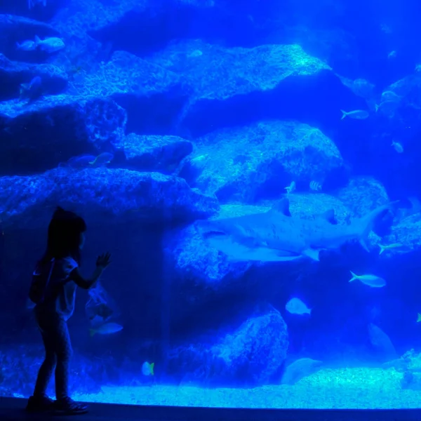 La bambina guarda lo squalo grande in acquario — Foto Stock