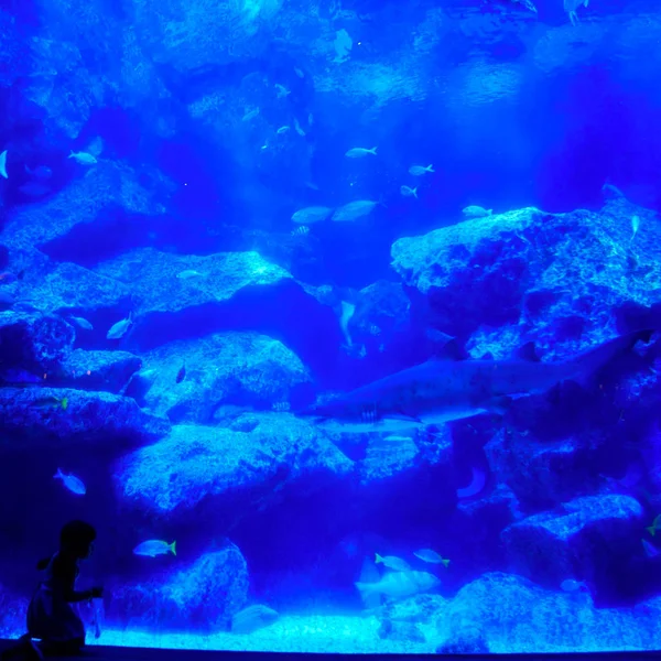 Маленькая девочка смотрит на акулу в красивом голубом аквариуме — стоковое фото