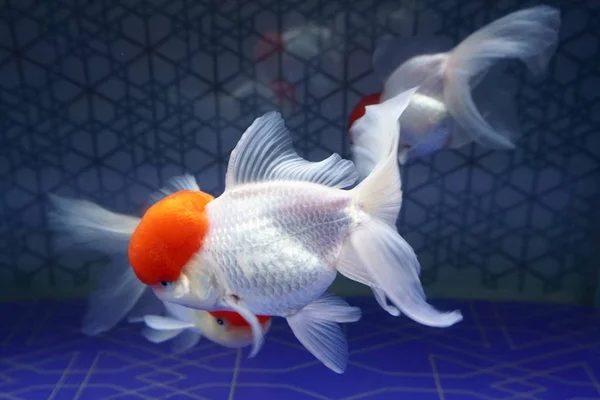 Japansk gullfisk i akvarium – stockfoto