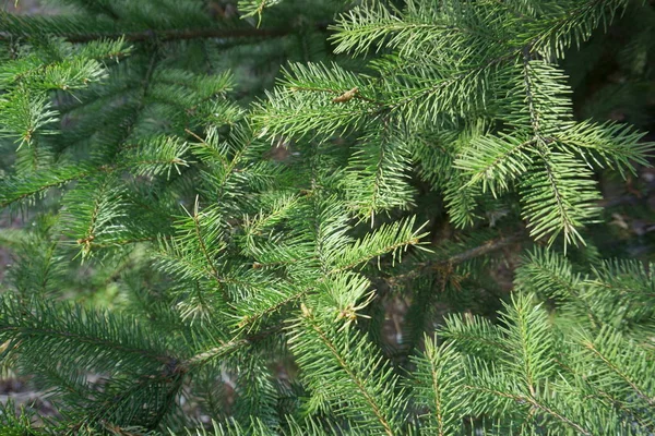 モミの木や松の緑の枝 — ストック写真