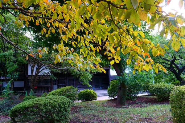 Zweige eines herbstlichen Sakura-Baumes mit gelben Blättern. Japanischer Garten — Stockfoto