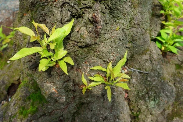 Malá rostlina. Mladé zelené výhonky na kůře starého stromu — Stock fotografie