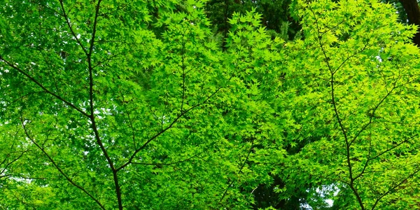 Japanse esdoorn takken met groene bladeren — Stockfoto