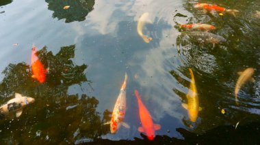 Renkli sazanlarla havuz