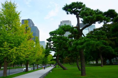 Tokyo / Japonya - 17 Eylül 2018: Çam, ginko ağaçları ve gökdelenler. Chiyoda 'daki yüksek binalar. Chiyoda-ku, Tokyo 'nun merkezinde bulunan özel bir koğuştur.