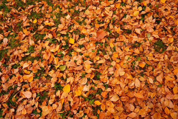 Alfombra Hojas Amarillo Otoño Hojas Caídas Suelo Fondo — Foto de Stock