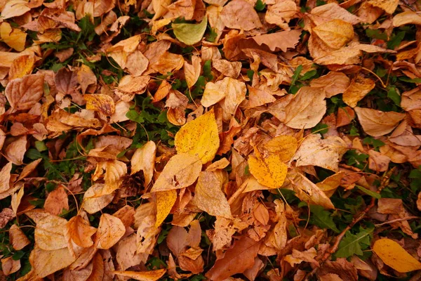 Őszi Sárga Levelek Szőnyeg Lehullott Levelek Földön Háttér — Stock Fotó