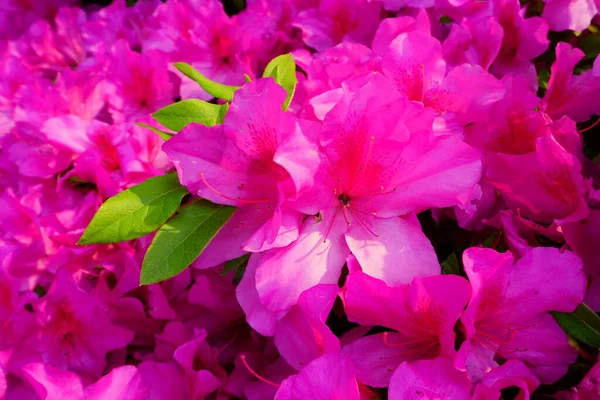 Azaleen Strauch Blüht Frühlingszeit Pinxterblume Die Ersten Rosafarbenen Blüten Frühling — Stockfoto