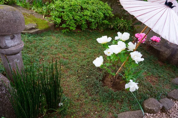 Квітучий Садовий Пейзаж Азіатський Стиль Квітучі Рожеві Білі Півонії — стокове фото