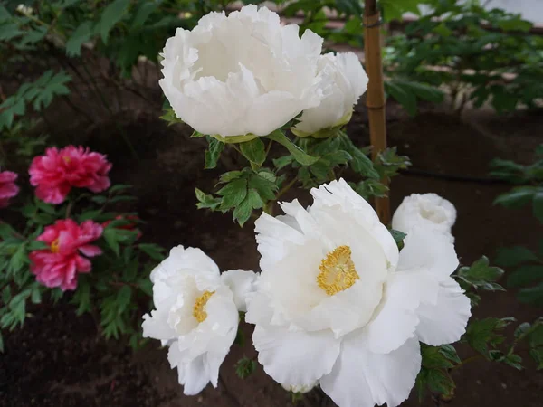 Peônias Brancas Florescentes Peônias Canteiro Flores — Fotografia de Stock