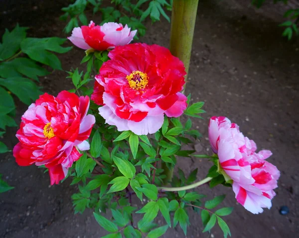 Pedónias Dois Tons Vermelho Branco Buquê Peônias Frescas Canteiro Flores — Fotografia de Stock