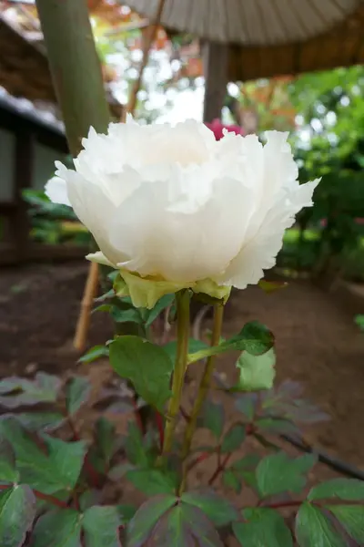 Uma Delicada Flor Peónia Branca Peônias Canteiro Flores — Fotografia de Stock