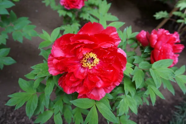 Flor Peônia Vermelha Close Peônias Canteiro Flores — Fotografia de Stock
