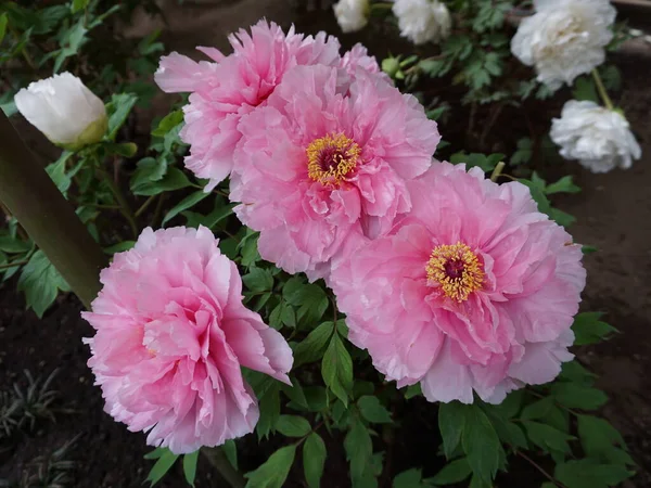 Pedónias Cor Rosa Peônias Canteiro Flores — Fotografia de Stock