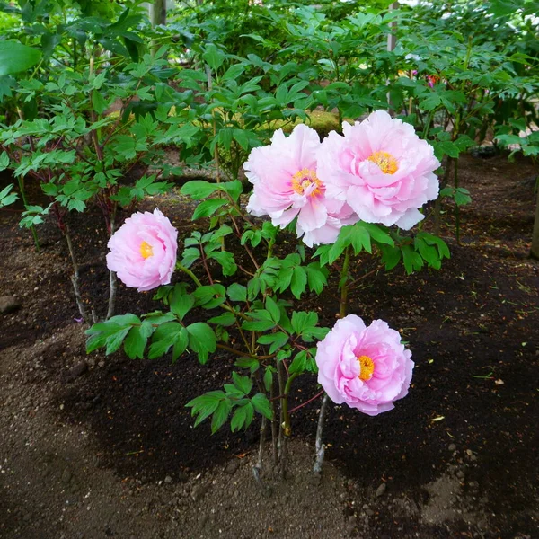 Vacker Rosa Pion Blommor Trädgården — Stockfoto