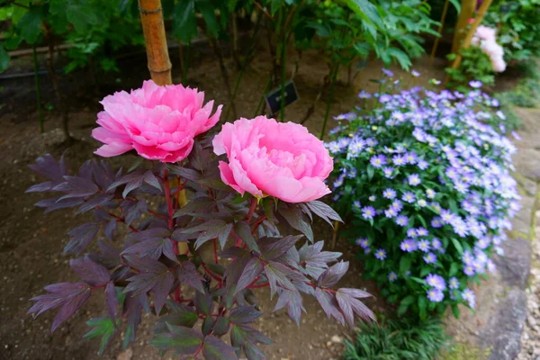 花园里美丽的粉色牡丹花 — 图库照片