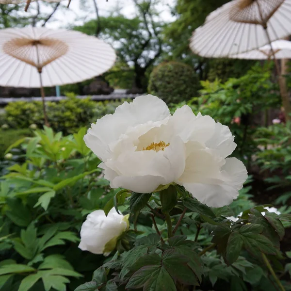 Blommande Vit Pion Japansk Trädgård Landskapsplanering — Stockfoto