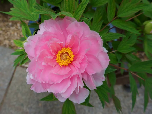Один Нежный Розовый Пионский Цветок Летнее Время — стоковое фото