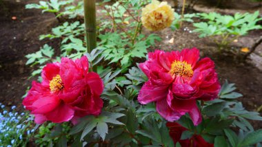 Kırmızı şakayık çiçeği yakın plan. Çiçek tarhında şakayıklar