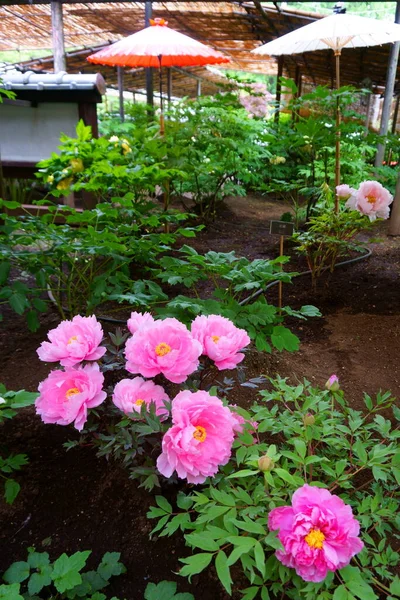 Tokyo Japan Maj 2019 Ueno Pion Trädgård Blommande Rosa Pioner — Stockfoto