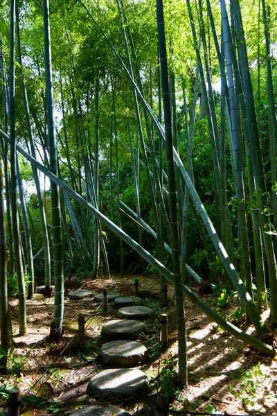 Sentiero Pietra Nel Giardino Bambù Tempio Hase Dera Kamakura — Foto Stock