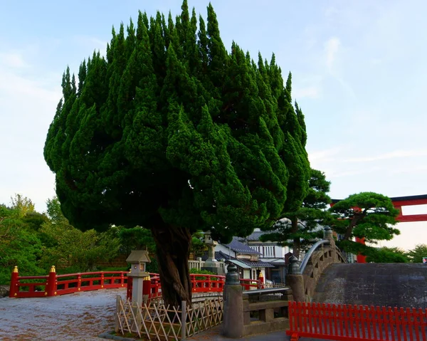 Kamakura Japão Árvore Entrada Santuário Tsurugaoka Hachimangu — Fotografia de Stock
