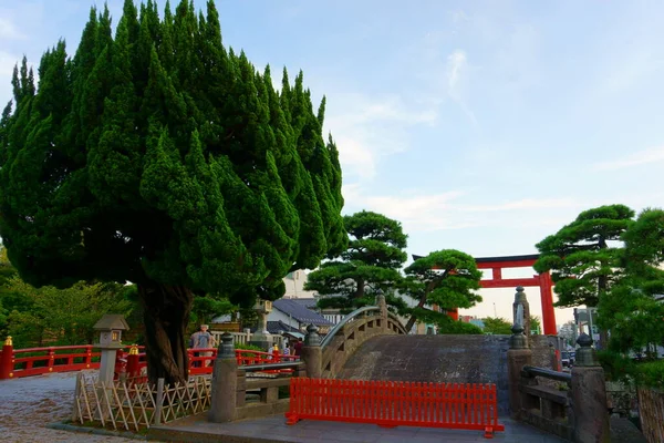 Kamakura Japonya Eylül 2019 Tsurugaoka Hachimangu Tapınağı Girişindeki Ağaç — Stok fotoğraf