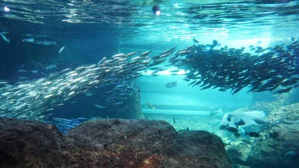 Косяк Рыбы Аквариуме Морской Водой — стоковое фото
