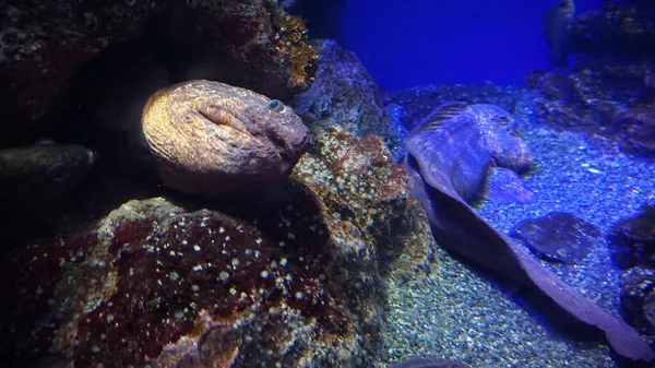 Bering Wolffish Anarhichas Orientalis Marine Fish Aquarium — Stock Photo, Image