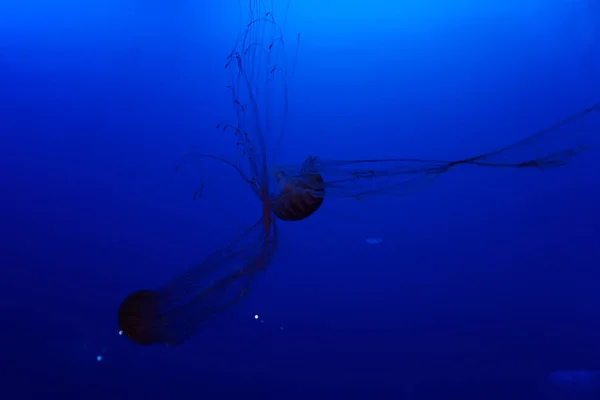 Chrysaora Pacifica Comúnmente Llamada Ortiga Marina Japonesa Una Medusa Familia —  Fotos de Stock