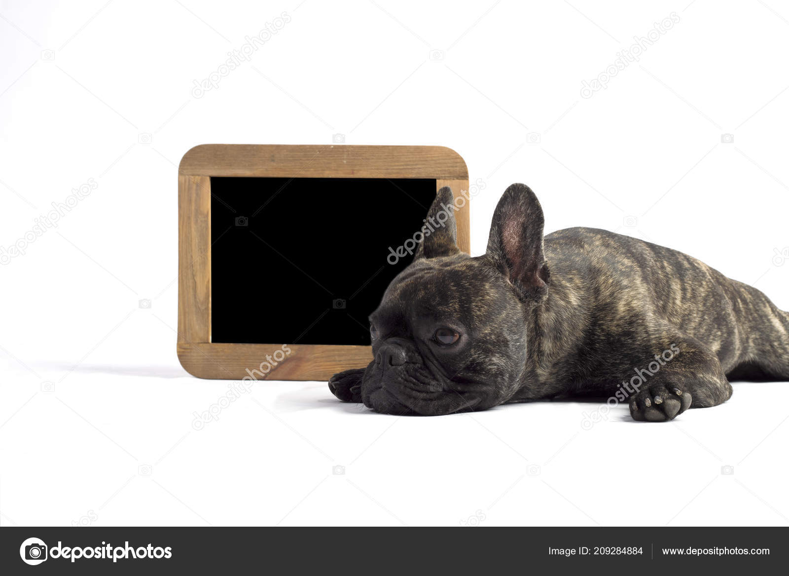 French Bulldog Lies Frame Studio White Background Stock Photo French Bulldog Lies Frame Studio White Background Stock Photo