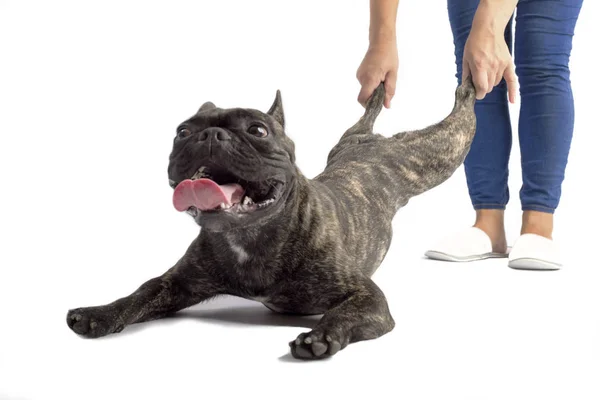 Französische Bulldogge Die Den Hinterbeinen Zieht Studio Auf Weißem Hintergrund — Stockfoto
