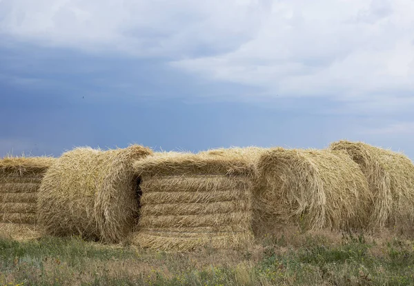 Haystack harvest spring field landscape. Haystack agriculture field landscape. Agriculture field haystacks. rural yellow field