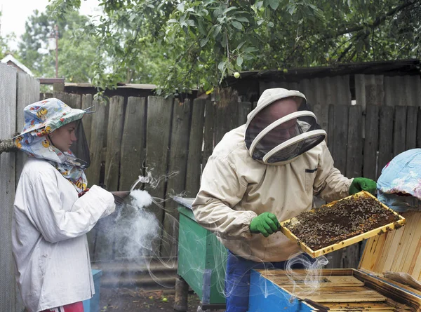 Beekeeper working collect honey. Beekeeping concept.Beekeeper is working with bees and beehives on the apiary.The beekeeper smokes the smoke of bees sitting on a honey cell.