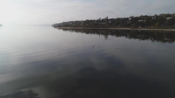 canards nagent dans l'eau. plonger et flotter. beauté de la nature. tir de l'air 
