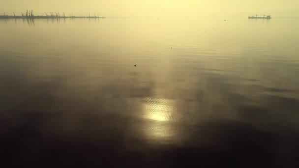 Patos Nadan Agua Bucear Flotar Belleza Naturaleza Disparando Desde Aire — Vídeo de stock