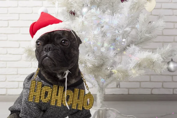 Perro Bulldog Francés Sienta Cerca Árbol Navidad Blanco Con Una — Foto de Stock