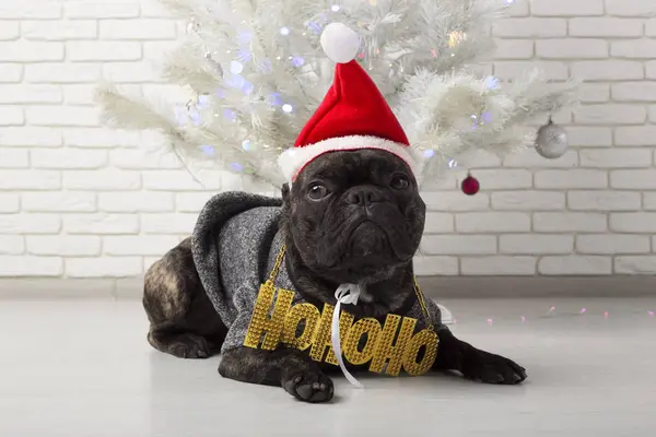 Cão French Bulldog Fica Perto Uma Árvore Natal Branca Com — Fotografia de Stock