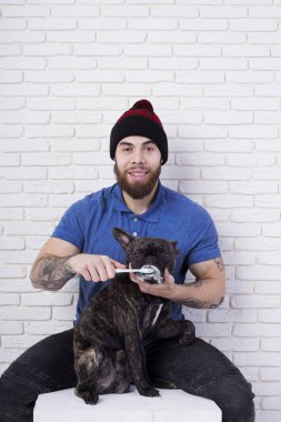 Genç sakallı sahibi güçlü elleri olan. hayvanının diş fırçalama. köpek Fransız buldozer diş fırçası ve diş macunu