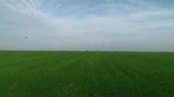 Shooting Air Nature Flight Crows Ate Grain Field Beautiful View — Stock Video