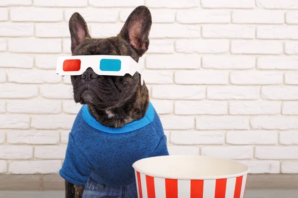 Französische Bulldogge in 3D-Brille. in modischen Jeans und Pullover — Stockfoto